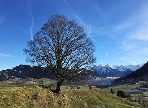 Bergahorn über dem Sihltal