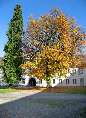 Kastanie beim Kloster Einsiedeln