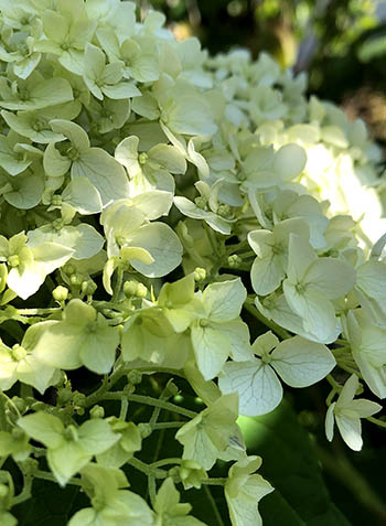 Garten Sigrist Hortensienblüten