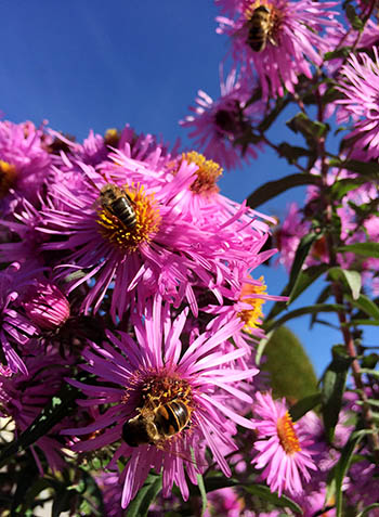 Astern mit Insekten