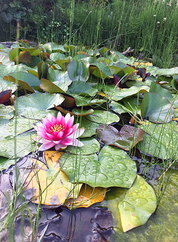 Seerose im Teich