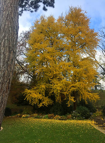 Ginkgo im Herbstlaub