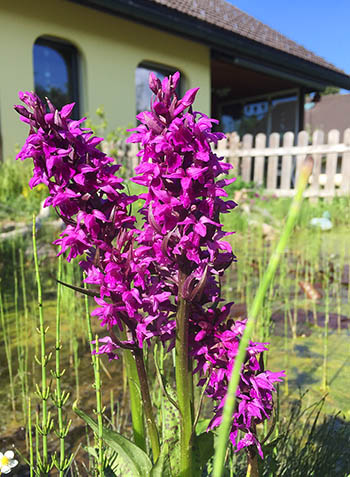 einheimischer Orchidee am Teich