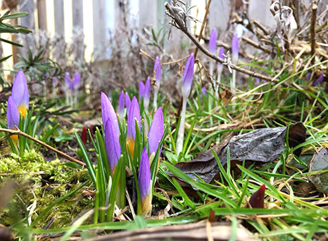 Frühlingserwachen Krokusse