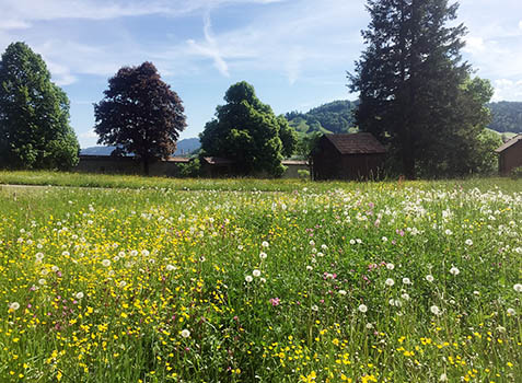 Blumenwiese Kloster Au