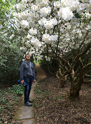 Rhododendron im Seleger Moor