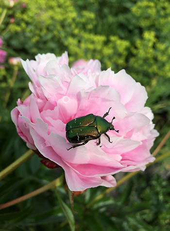 Pfingstrose mit Rosenkäfer