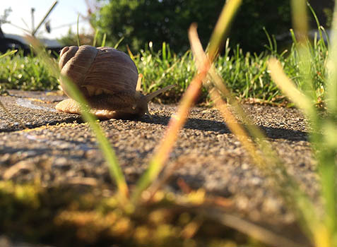 Weinbergschnecke