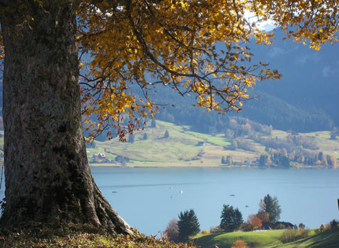 Bergahorn über dem Sihlsee