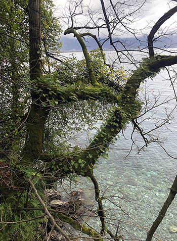 Im Urwald? Nein in der Schweiz, überwachsener Baum.