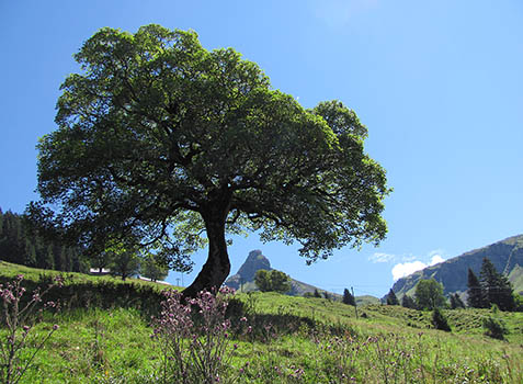 Bergahorn vor Zindelspitz