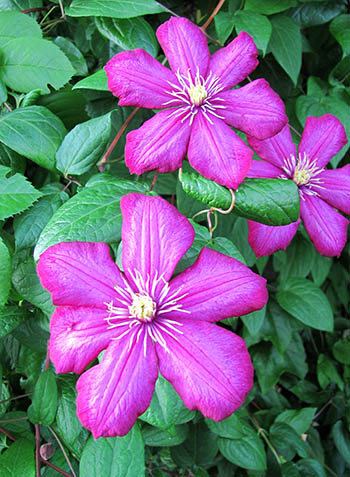 Clematis