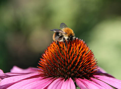 Hummel auf Echinacea