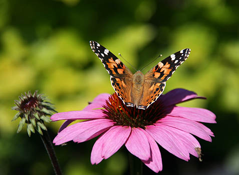 Distelfalter auf Echinacea