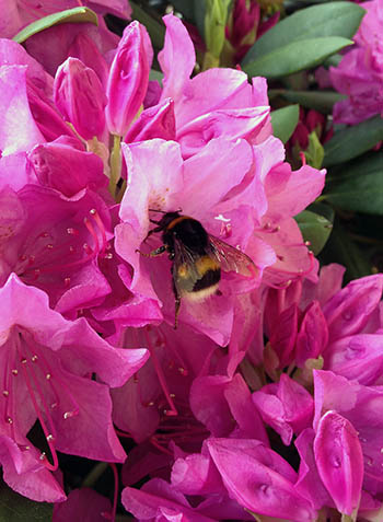 Hummel am Rhododendron