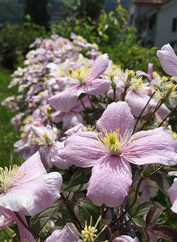 Clematis am Zaun