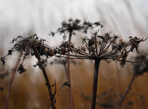 Herbstschmuck Schwantenau