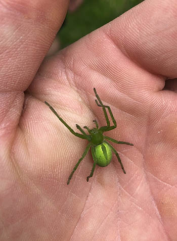 grüne Spinne