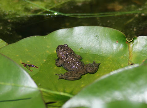 Gelbbauchunke am Teich