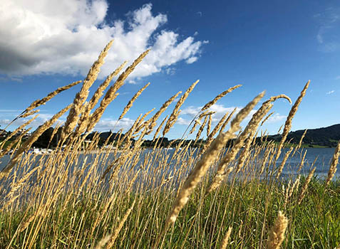 Gräser im Wind