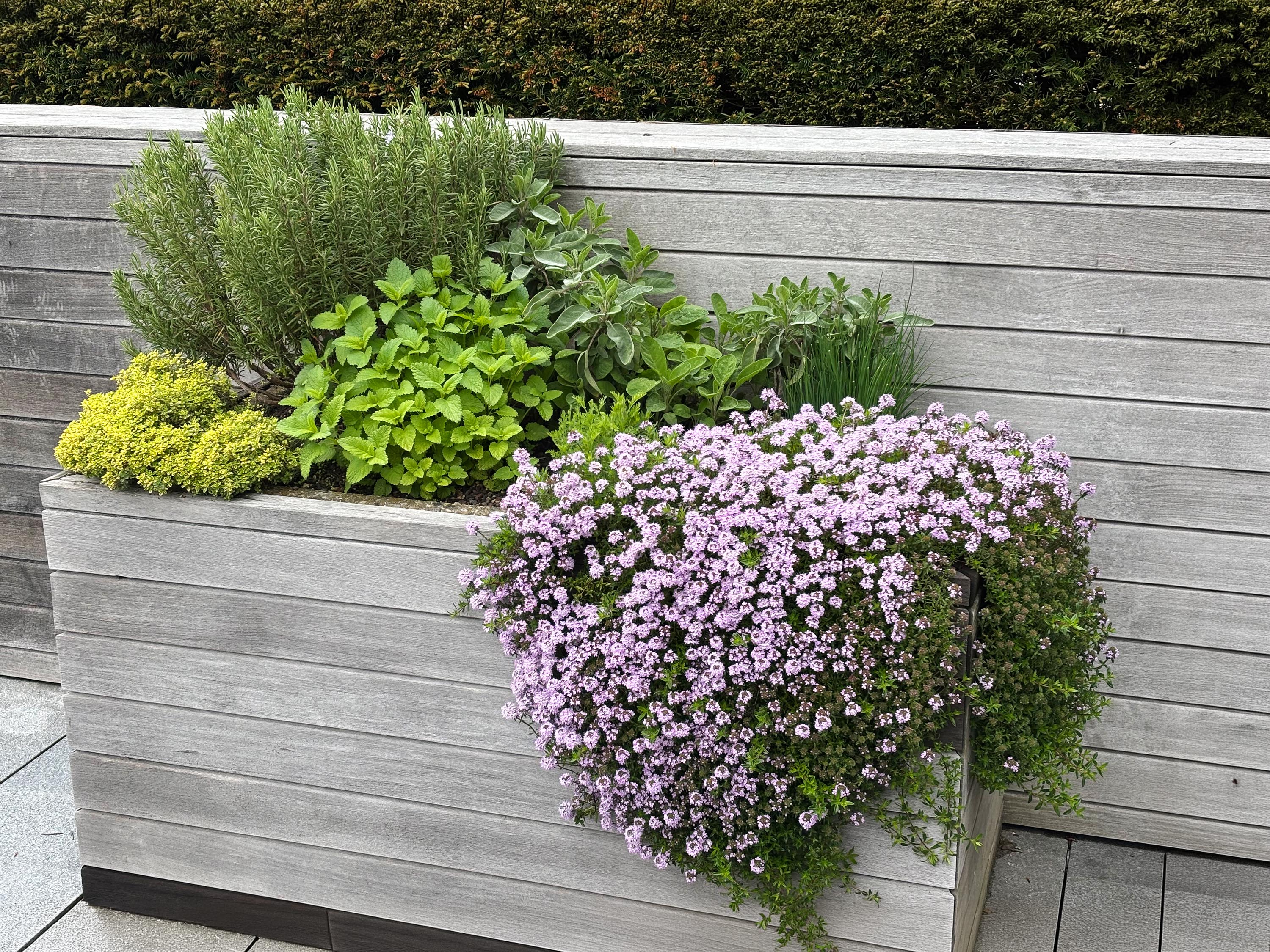 Balkonbepflanzung Sigrist Gartenpflege