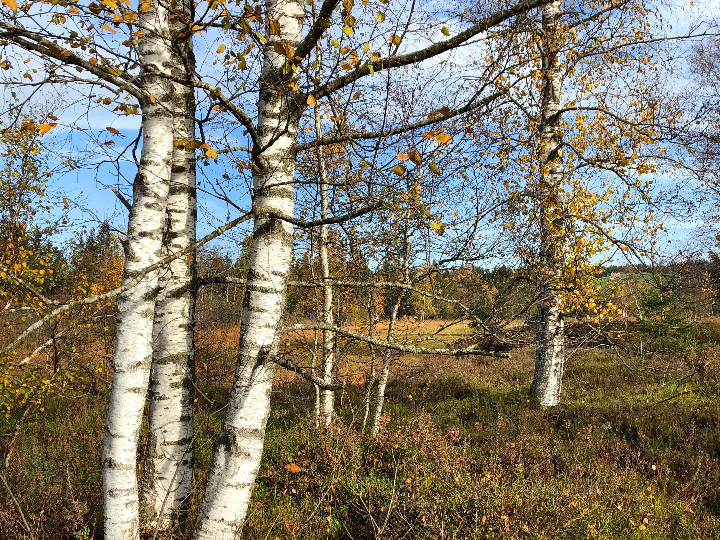 Herbst Gartenpflege Sigrist