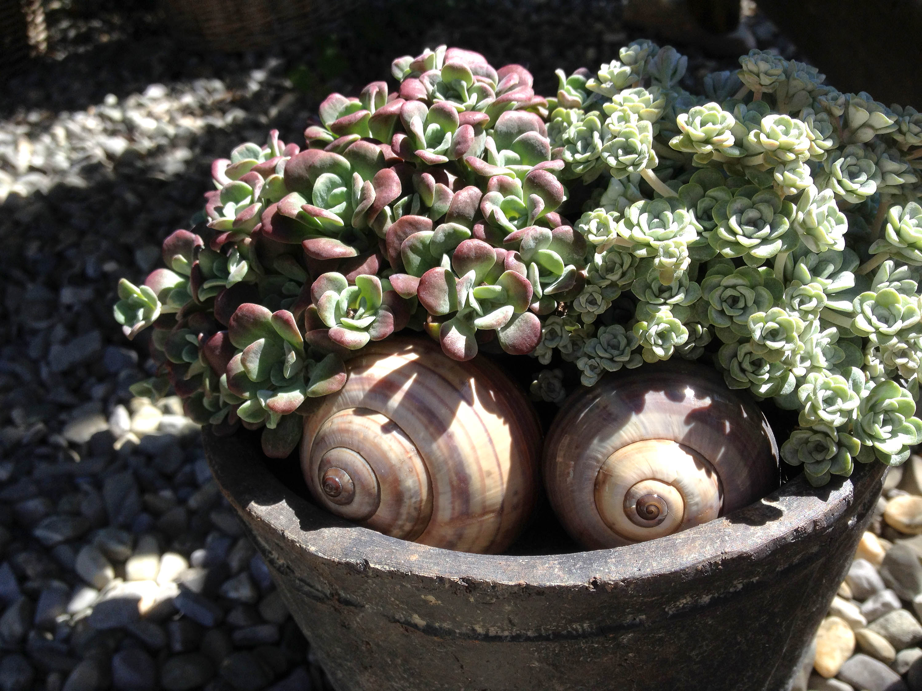 Dekoration mit Schnecke Sigrist Gartenpflege