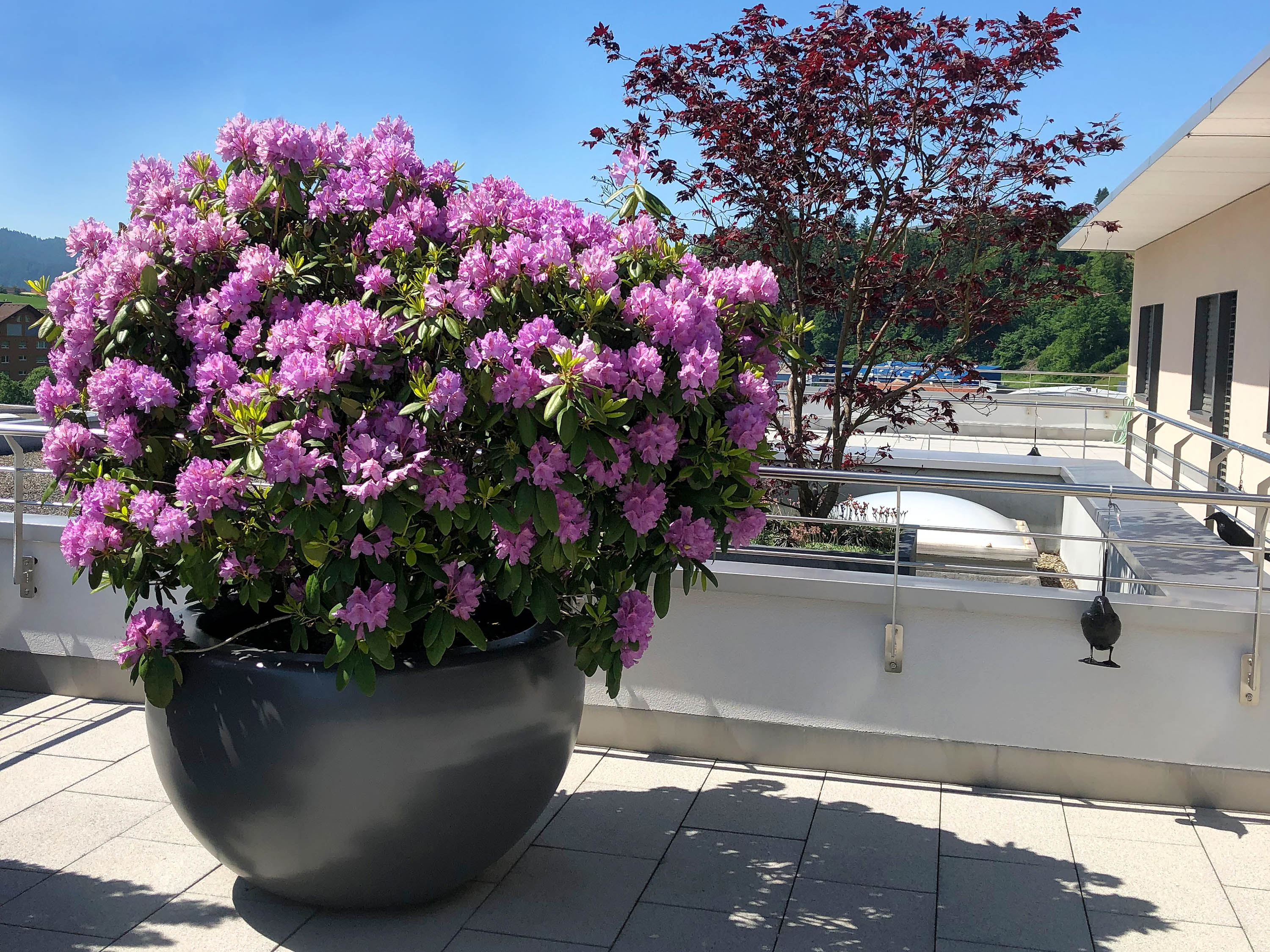 Frühling auf der Terrasse Sigrist Gartenpflege