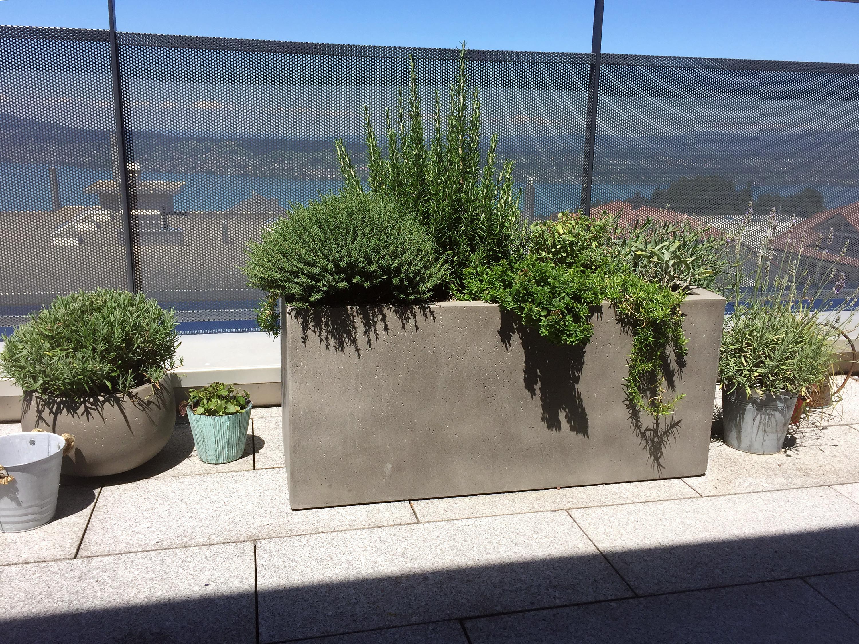 Kräuter auf dem Balkon Sigrist Gartenpflege