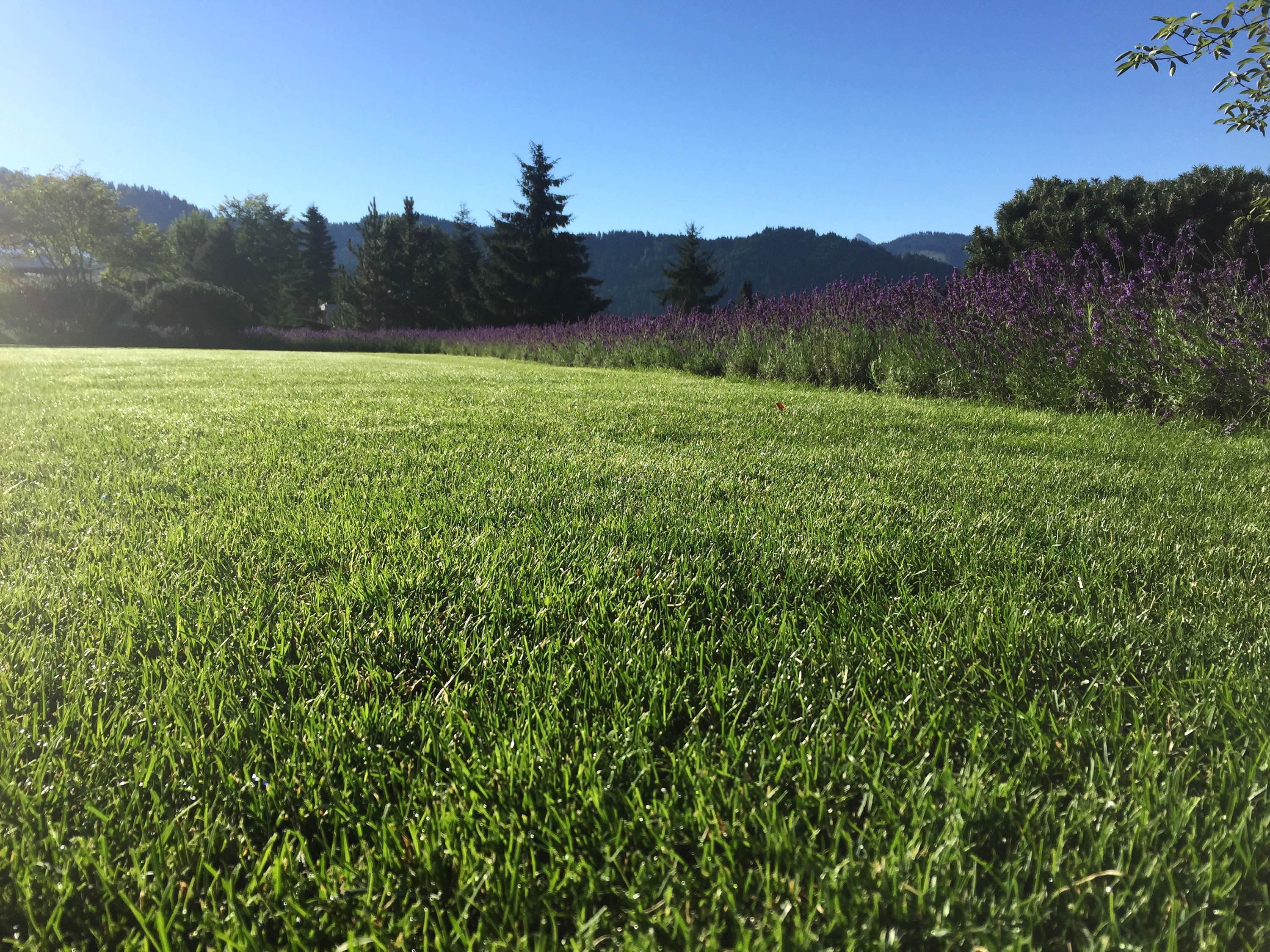 Rasen mit Lavendel Sigrist Gartenpflege