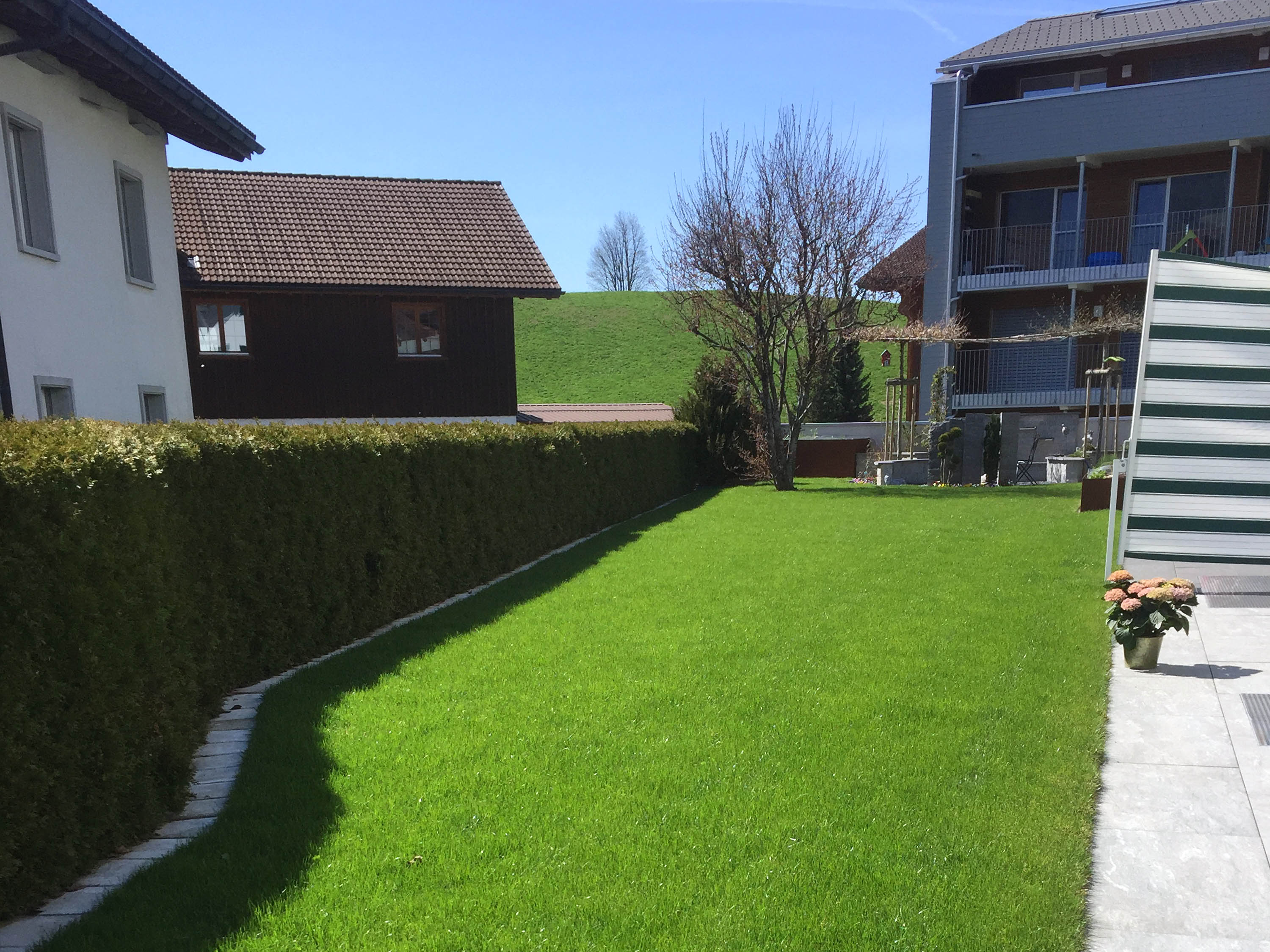 Rasen mit Hecke Sigrist Gartenpflege