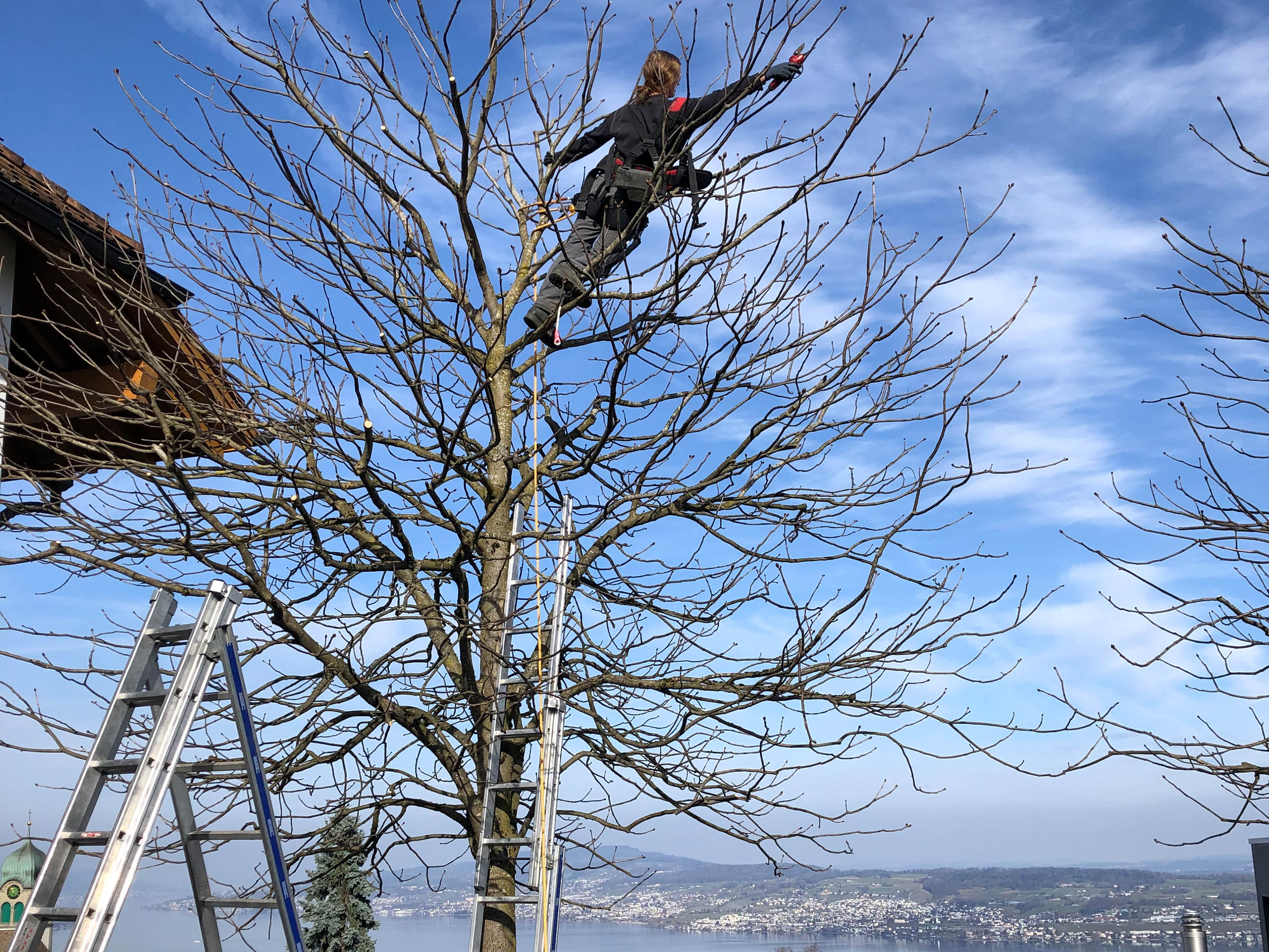 Hecke schneiden Sigrist Gartenpflege